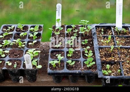 Verschiedene Salatblätter sprießen in Samenschalen in einem Gewächshaus Anfang April Frühjahr Carmarthenshire Wales UK 2024 Großbritannien KATHY DEWITT Stockfoto