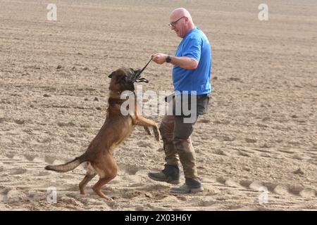 Torsten Wenzel 57 Mitglied im Hundesportverein Güstrow e.V. belobigt am Dienstag 09.04.2024 in Linstow Landkreis Rostock seinem Belgischen Schäferhund Loki 11. Im Ort beginnt am Nachmittag die Weltmeisterschaft der Fährtenhunde. An der Veranstaltung, die bis zum Sonntag 14.04.2024 dauert, beteiligt sich 48 Hunde aus 22 Nationen. Sie haben bei dieser Aufgabe, eine von einem sogenannten Fährtenleger erzeugte Spur genau nachschnüffeln und verfolgen. Dabei dürfen sie sich auch von nichts ablenken lassen, wenn sie die Meisterschaft gewinnen wollen. Die Fährte ist dabei jeweils 1800 Schritt Stockfoto