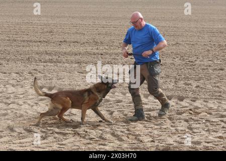 Torsten Wenzel 57 Mitglied im Hundesportverein Güstrow e.V. belobigt am Dienstag 09.04.2024 in Linstow Landkreis Rostock seinem Belgischen Schäferhund Loki 11. Im Ort beginnt am Nachmittag die Weltmeisterschaft der Fährtenhunde. An der Veranstaltung, die bis zum Sonntag 14.04.2024 dauert, beteiligt sich 48 Hunde aus 22 Nationen. Sie haben bei dieser Aufgabe, eine von einem sogenannten Fährtenleger erzeugte Spur genau nachschnüffeln und verfolgen. Dabei dürfen sie sich auch von nichts ablenken lassen, wenn sie die Meisterschaft gewinnen wollen. Die Fährte ist dabei jeweils 1800 Schritt Stockfoto