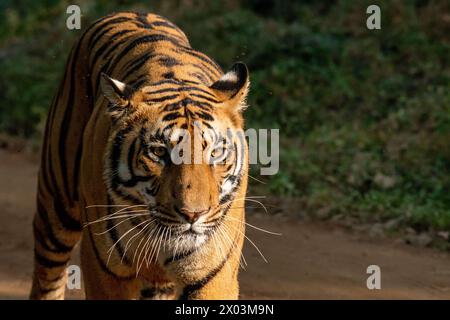 Nahaufnahme Porträt eines königlich-bengalischen Tigers, der mit intensivem, wachem Ausdruck vor verschwommenem Hintergrund nach vorne blickt Stockfoto