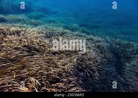 posidonia Seegras Pflanze mittelmeer menorca Bett Meereslandschaft Stockfoto
