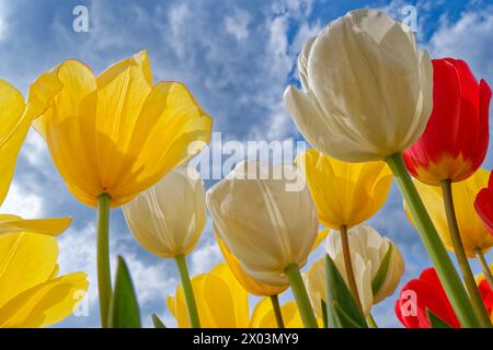 Blick vom Boden der Tulpenblüten, die vom Boden nach oben in Richtung Himmel wachsen, wobei das Sonnenlicht durch die Blütenblätter des o hervorhebt Stockfoto