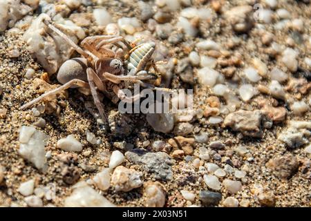 Tanzende White Lady Spider, eine aus der Huntsman-Familie, mit Beute. Stockfoto