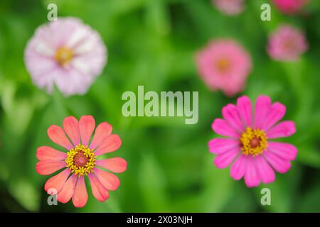 Ein Haufen Zinnia-Blüten, geringe Schärfentiefe. Stockfoto