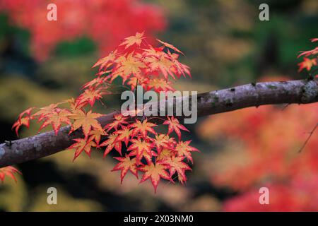 Detail mit leuchtenden roten Ahornblättern auf einem Ast in Japan Stockfoto