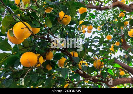 Ein Baum, an dem viele Orangen hängen. Die Orangen sind reif und bereit für die Ernte. Der Baum ist voller Leben und Energie. Kyoto, Japan Stockfoto