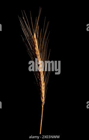 Goldenes Weizenohr auf schwarzem 14496 Stockfoto
