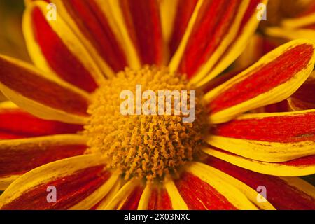 Braune Chrysanthemenblüten 15978 Stockfoto