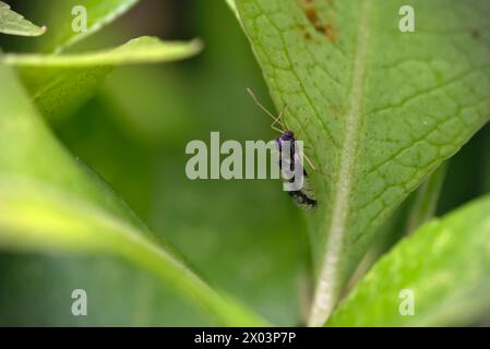 Nahaufnahme einer andromeda-Spitzenkäfer (Stephanitis takeyai) auf einem Blatt, Makrofotografie, Insekten, Natur, Biodiversität Stockfoto