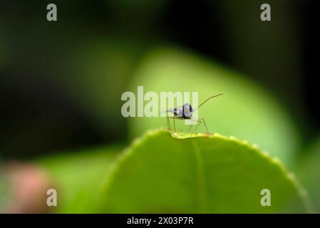 Nahaufnahme einer andromeda-Spitzenkäfer (Stephanitis takeyai) auf einem Blatt, Blick in die Kamera, Makrofotografie, Insekten, Natur, Biodiversität Stockfoto