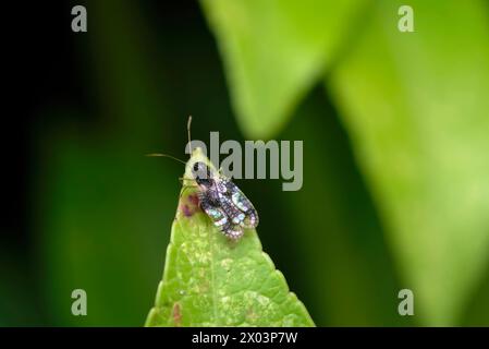 Nahaufnahme einer andromeda-Spitzenkäfer (Stephanitis takeyai) auf einem Blatt, Makrofotografie, Insekten, Natur, Biodiversität Stockfoto