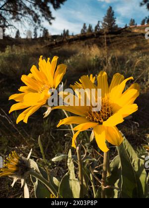 Nahaufnahme der gelben Wildblumen Arrowleaf Balsamroot in voller Blüte an einem sonnigen Nachmittag Stockfoto