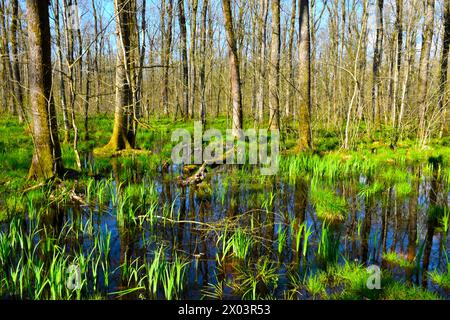 Krakovski gozd Feuchtgebiet Aue Sumpfwald mit Stieleiche (Quercus robur) in Dolenjska, Slowenien im Frühjahr Stockfoto