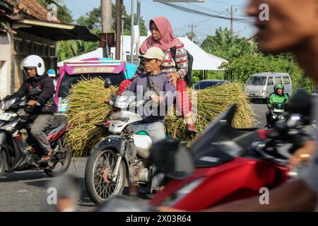 Sleman, Sonderregion Yogyakarta, INDONESIEN. April 2024. Ein Autofahrer und seine Frau, die Heu zur Viehfütterung tragen, fahren am Montag, 8. September, durch Sleman, Yogyakarta, Indonesien. 2024. (Kreditbild: © Antonius Jagad SR/ZUMA Press Wire) NUR REDAKTIONELLE VERWENDUNG! Nicht für kommerzielle ZWECKE! Stockfoto