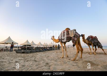 Reiten Sie auf einem Kamel über Sealine Beach Mesaieed Strände, Zelte im QIA Wüstencamp am Binnenmeer im Persischen Golf bei Sonnenuntergang. Stockfoto