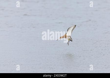 Schwarzschwanzgottwit Limosa limosa, Zuchtgefieder, ausgewachsene männliche Fliegen, kurz vor der Landung im Wasser, mit Farbringen an den Beinen, Minsmere RSPB Stockfoto