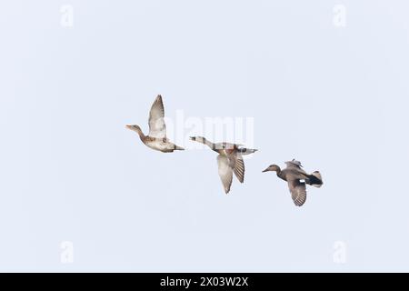 Gadwall Anas strepera, 3 Erwachsene fliegen, 2 Männer jagen weiblich, Minsmere RSPB Reserve, Suffolk, England, April Stockfoto