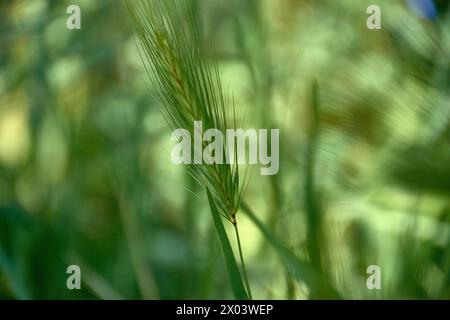 Hordeum murinum. Detail der langen Stacheln der Pflanze mit grünem und unscharfem Hintergrund Stockfoto