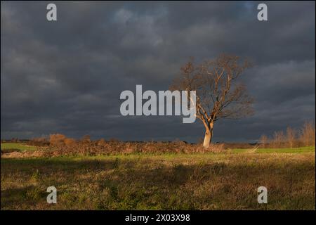 Einsamer Baum in der Nähe der St. Andrews Church Weeley Essex badete am späten Nachmittag in der Wintersonne mit einem stürmischen Himmel. Stockfoto