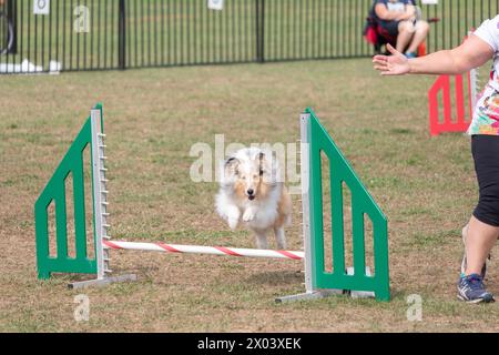 Rough Collie, Shetland Sheepdog, springt über Hindernis. Stockfoto