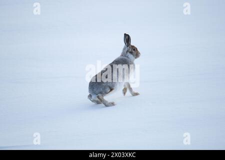 Berghasen Schottland Stockfoto