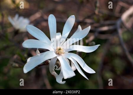 Magnolia stellata Blume. Weißer Blütenstern Magnolie blüht auf Magnolienbaum. Einzelne weiße Magnolienblüte, blühender Baum im Garten, aus nächster Nähe. Stockfoto