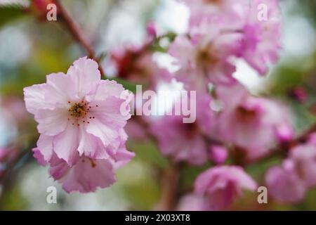 Weiß mit rosa Blüten der Kirschblüten an einem Frühlingstag im Park. Sakura rosa Blüten. Schöner Frühling natürlicher Hintergrund. Naturkonzept Stockfoto