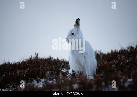 Berghasen Schottland Stockfoto