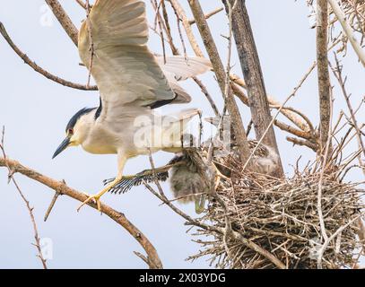 Ein junger Schwarzkronen-Nachtreiher überlebt kaum, wenn er aus dem Nest fällt, als sein Elternteil sich zu einem nahe gelegenen Gliedmaßen bewegt. Stockfoto