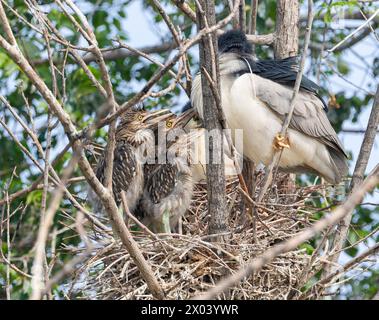 Eine Gruppe von Schwarzgekrönten Nachtreiher-Küken, die versuchen, die Aufmerksamkeit der Eltern in ihrem Nest zu bekommen. Nahansicht. Stockfoto