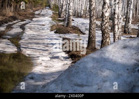 Birkenwald im Frühjahr. Frühjahrswald. Erste warme Tage und schmelzender Schnee Stockfoto