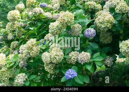 Verblasste Hortensie Blumen, Nahaufnahme. Blumen im Garten. Floraler Hintergrund, florale Landschaft Stockfoto