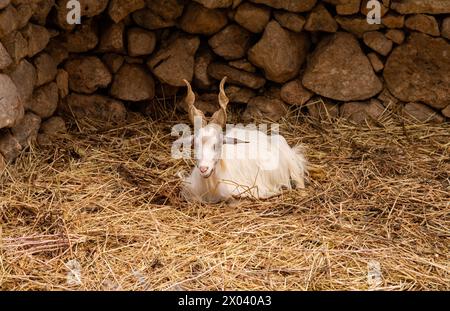 Weiße sizilianische Ziege mit Spiralhörnern auf dem Bauernhof auf Heu an der Felsmauer Stockfoto