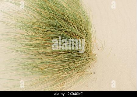 Vom Wind bewegte Büsche am Strand von Alberese im Naturpark Uccellina (Toskana, Italien) Stockfoto