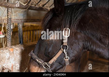 Braunes Pferd in einem Stall nach einem Hindernislauf Stockfoto