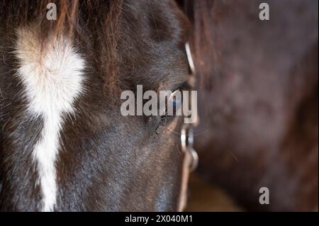 Braunes Pferd in einem Stall nach einem Hindernislauf Stockfoto