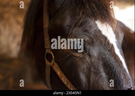 Braunes Pferd in einem Stall nach einem Hindernislauf Stockfoto