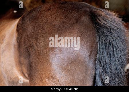 Braunes Pferd in einem Stall nach einem Hindernislauf Stockfoto