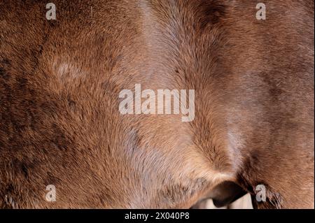 Braunes Pferd in einem Stall nach einem Hindernislauf Stockfoto
