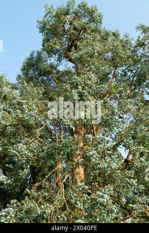 Hoher Eukalyptusbaum in einem botanischen Garten. Pflanzen und Bäume. Natur. Stockfoto