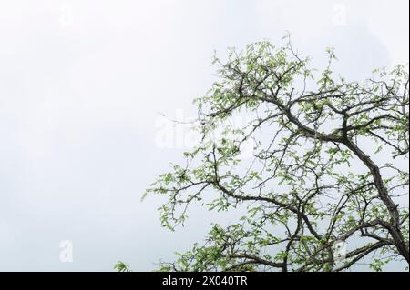 Zweige eines Baumes, der im Winter vom Wind vor dem Hintergrund eines regenreichen Himmels geschüttelt wurde Stockfoto