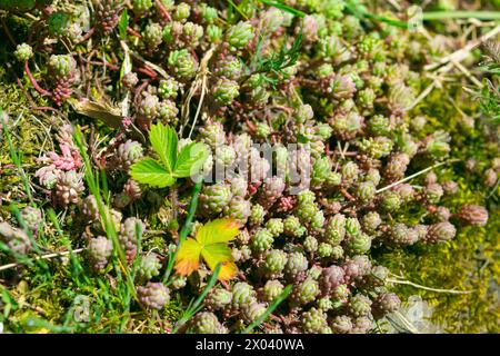 Sedum hispanicum, der spanische Steinpfropfen, der auf einer Lichtung wächst. Pflanze aus der Familie Crassulaceae. Stockfoto