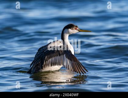 Ein Western Grebe erhebt sich aus dem Wasser, um mit den Flügeln zu flattern, und blickt auf die untergehende Sonne in einem tiefblauen Wassersee. Stockfoto