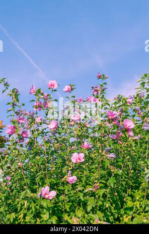 Wunderschöne rosa Blumen. Hibiscus syriacus, die Rose von Sharon, syrische Ketmia, Sträucher althea, einfach althea, Rosenmalve. Stockfoto