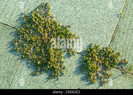 Gras bricht durch Betonplatten. Trotz allem. Neues Leben. Natur. Stockfoto