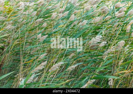 Reed im Wind. Phragmites australis, das gemeine Schilf. Natur. Stockfoto