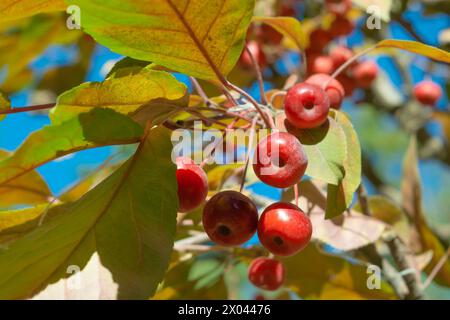 Malus baccata, sibirischer Krabbenapfel, sibirischer Krabbenapfel, Mandschurischer Krabbenapfel, chinesischer Krabbenapfel. Rote Früchte auf einem Baum. Herbsternte. Stockfoto