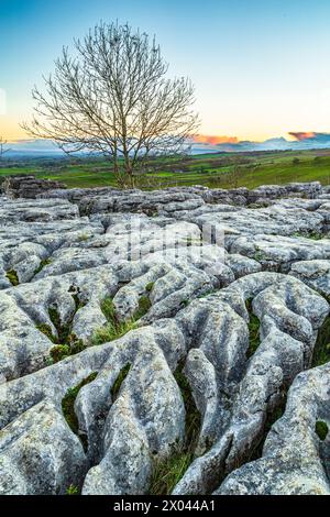 Einsamer Baum am Rand des Kalksteinpflasters oberhalb der Malham Cove, Yorkshire Dales, England. Stockfoto