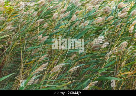 Reed im Wind. Phragmites australis, das gemeine Schilf. Natur. Stockfoto