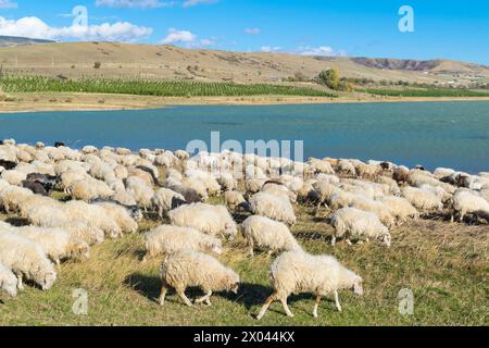 Eine Herde Schafe und Widder weidet auf einer Lichtung in der Nähe des Sees. Tiere. Stockfoto